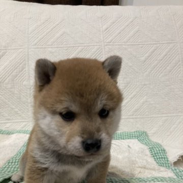 柴犬(豆柴)【福岡県・女の子・2024年11月23日・赤】の写真「年末年始価格へ。豆柴女子。」