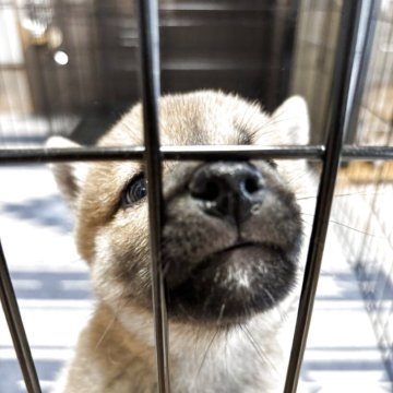 豆柴【福岡県・男の子・2025年6月16日・赤】の写真「柴犬らしくなってきました」