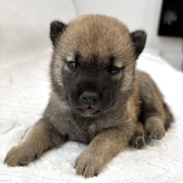 柴犬(豆柴)【福岡県・男の子・2025年6月16日・赤】の写真「柴犬らしくなってきました」