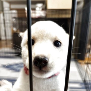 豆柴【福岡県・女の子・2025年6月8日・白】の写真「ゆっくりまったり」