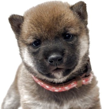 柴犬(豆柴)【福岡県・女の子・2025年5月27日・赤】の写真「元気あり愛嬌もあるのでシッポフリフリ」