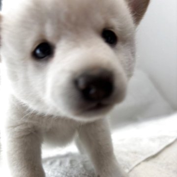 柴犬(豆柴)【福岡県・女の子・2025年6月8日・白】の写真「白ちゃんは癒されます」