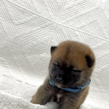 柴犬(標準サイズ)【福岡県・男の子・2025年5月29日・赤】の写真「少し小さめがチャームポイントです」