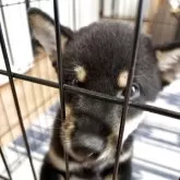 豆柴