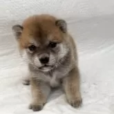 豆柴