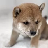 豆柴
