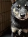 豆柴【福岡県・男の子・2024年7月12日・黒】の写真6