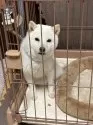 豆柴【福岡県・女の子・2024年7月4日・白】の写真7