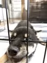 豆柴【福岡県・男の子・2025年5月27日・つばき黒オス】の写真8