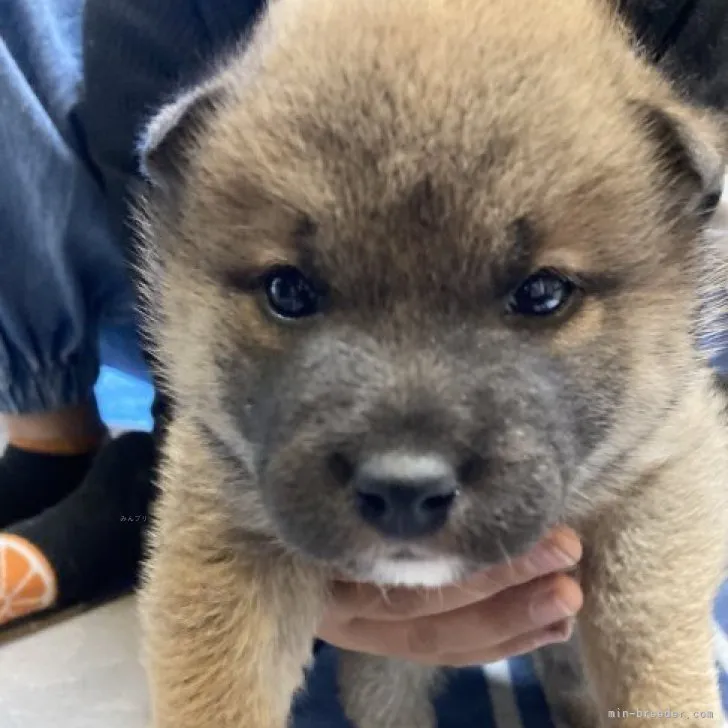 ID:2311-06517の子犬