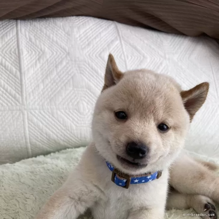ID：2408-01624の子犬