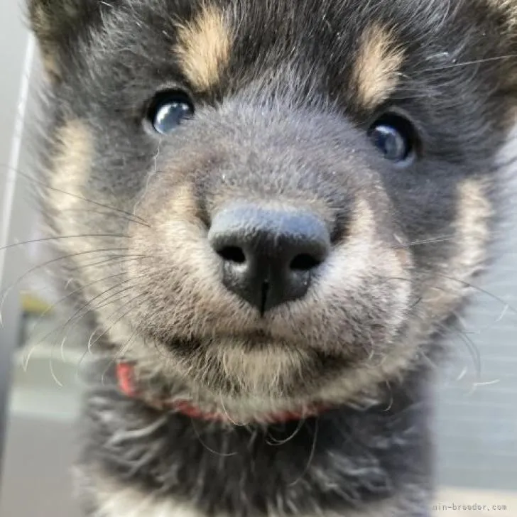 ID:2211-02170の子犬