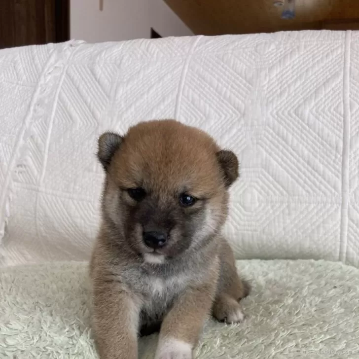 ID:2408-01632の子犬