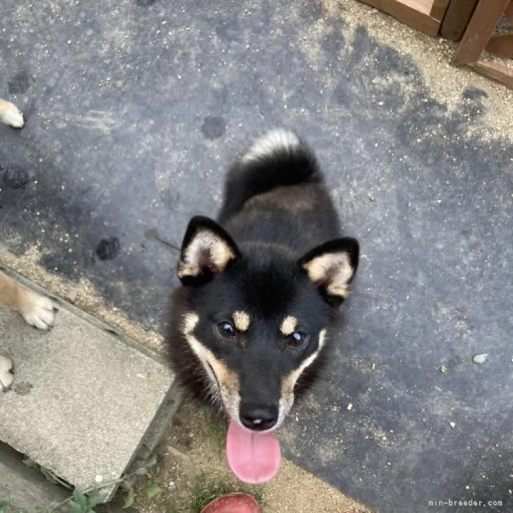 ID：2209-03393の子犬