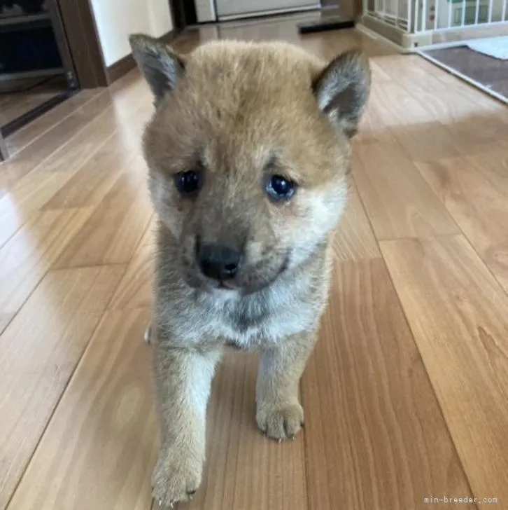 ID：2209-03388の子犬