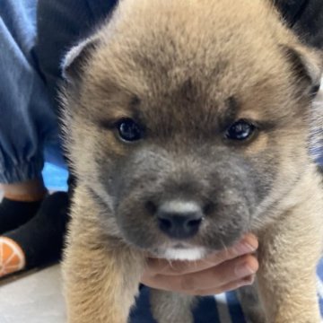 柴犬(標準サイズ)【福岡県・男の子・2023年10月28日・赤】の写真「4兄弟スクスク育ってます。」