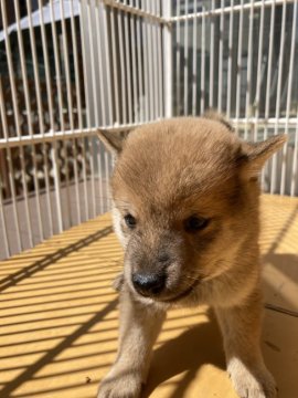 柴犬(豆柴)【福岡県・男の子・2022年8月17日・赤】の写真「もう1匹と比べてかなり小さめです。」