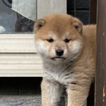 柴犬(標準サイズ)【福岡県・男の子・2023年10月28日・赤】の写真「明るい赤色で出て参りました。」