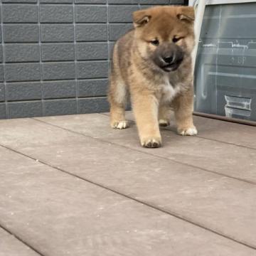 柴犬(標準サイズ)【福岡県・男の子・2022年10月22日・赤】の写真「首の下にホワイトカラーが入ってます。」