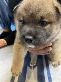 柴犬(標準サイズ)【福岡県・男の子・2023年10月28日・赤】の写真3「まだタレ耳です。」