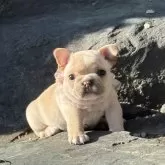 フレンチブルドッグ