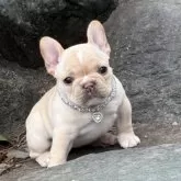 フレンチブルドッグ