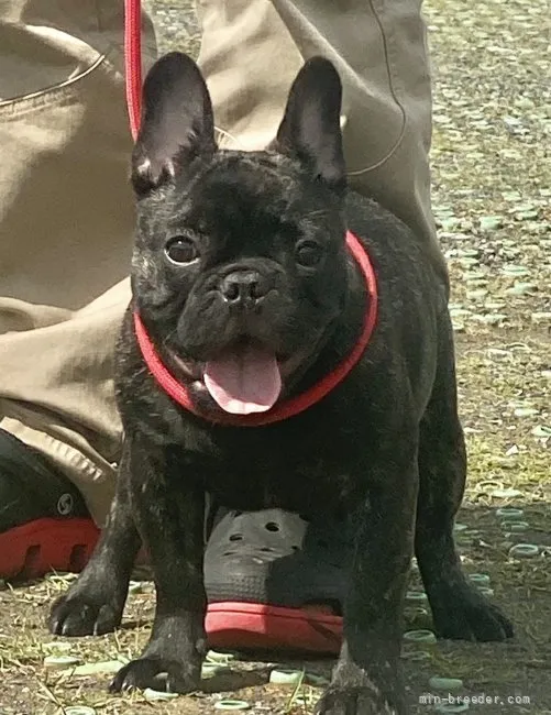 ID:2205-00011の子犬