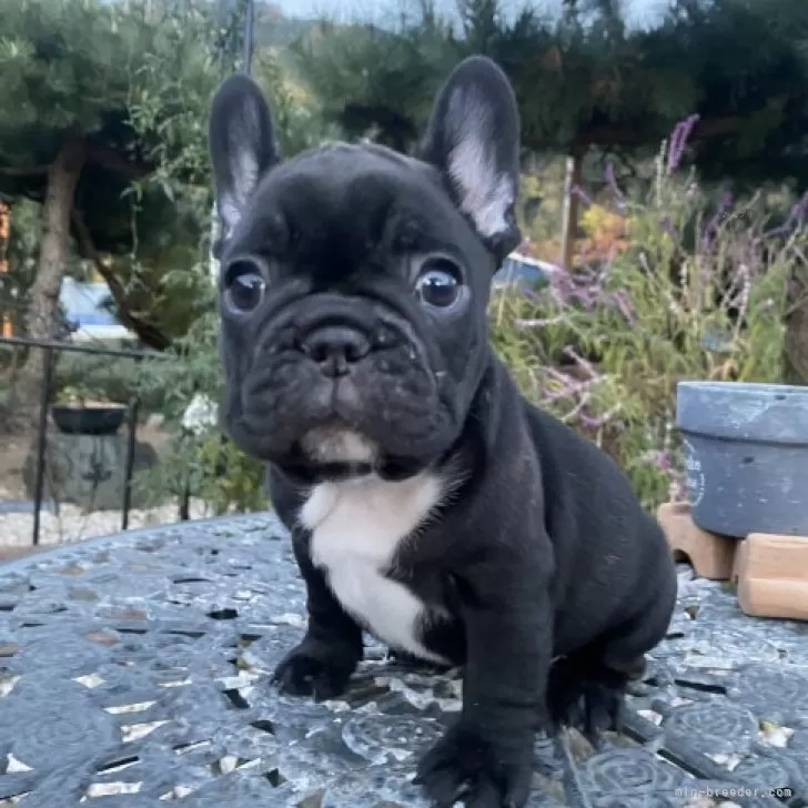 ID:2312-00049の子犬