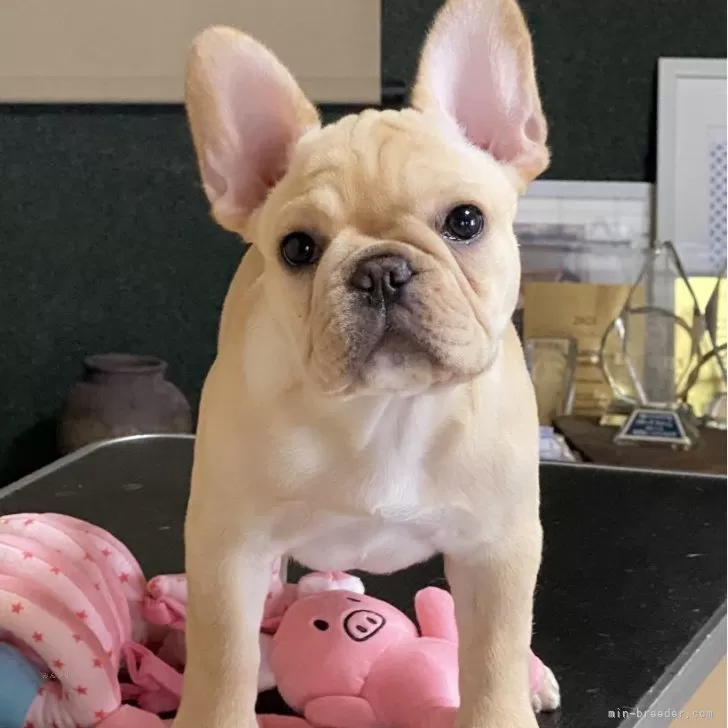 ID:2405-02706の子犬