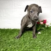 イタリアングレーハウンド【愛知県・女の子・2025年9月12日・ブルーフォーンホワイトマーキングス】の写真12