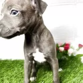 イタリアングレーハウンド【愛知県・女の子・2025年9月12日・ブルーフォーンホワイトマーキングス】の写真13