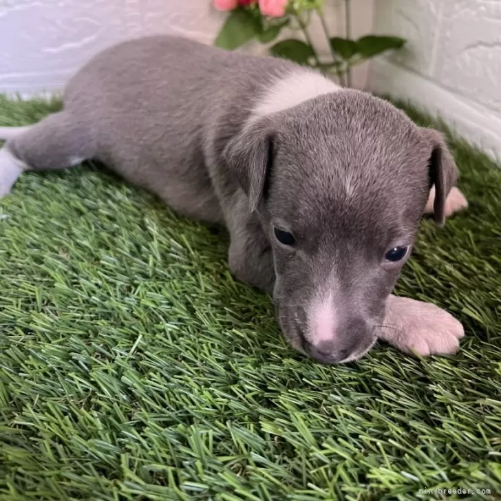 ID：2503-06269の子犬
