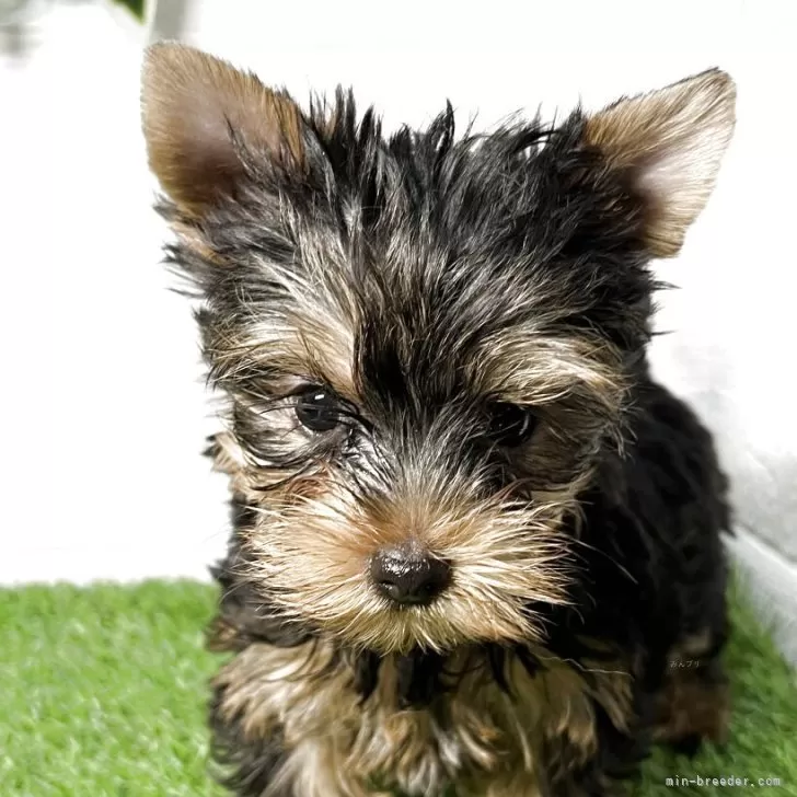 ID：2508-05042の子犬