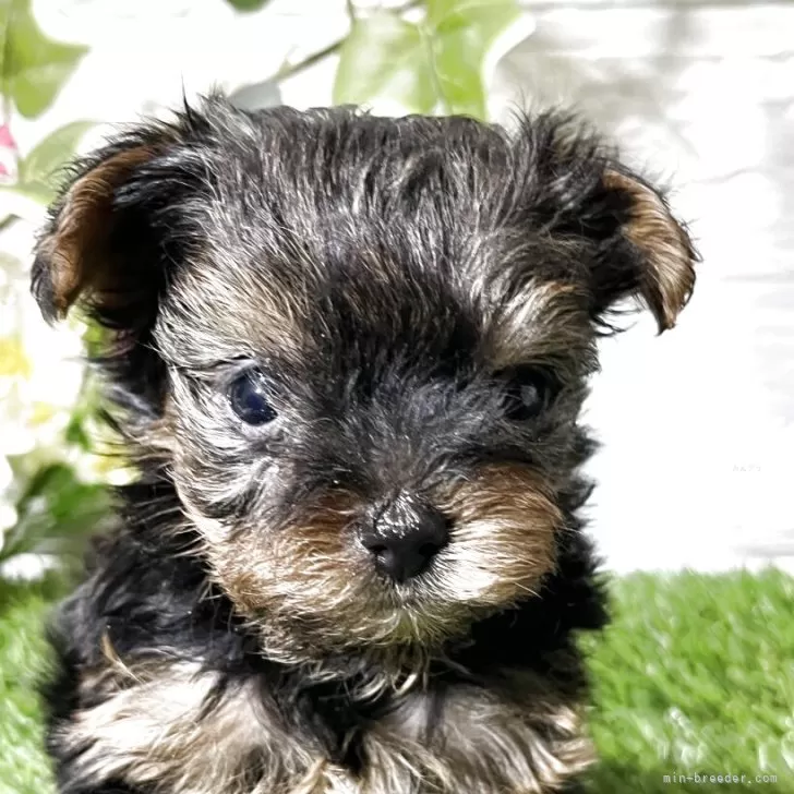 ID:2508-05047の子犬