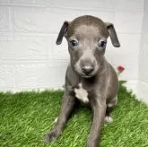 イタリアングレーハウンド【愛知県・女の子・2025年9月12日・ブルーフォーンホワイトマーキングス】の写真2