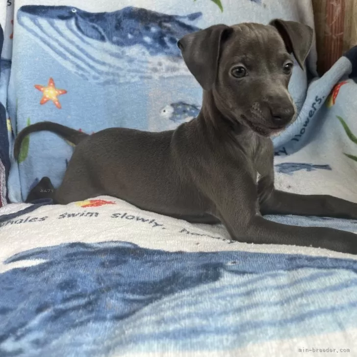 M.Ｉ 様のお迎えした子犬