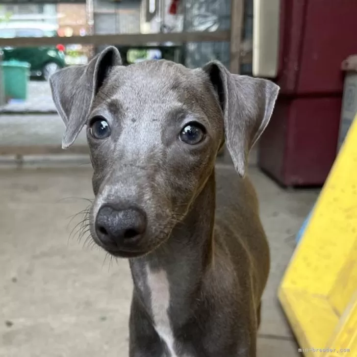 ID：2409-04309の子犬