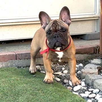 フレンチブルドッグ【三重県・女の子・2025年6月8日・レッドフォーン】の写真「❤️健康な可愛いレッドフォーン女の子❤️」