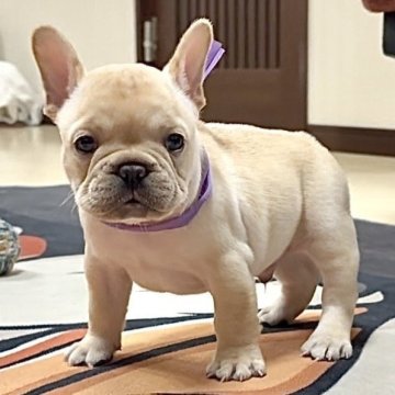 フレンチブルドッグ【三重県・男の子・2025年9月23日・クリーム】の写真「💜おっとりな優しい男の子💜」