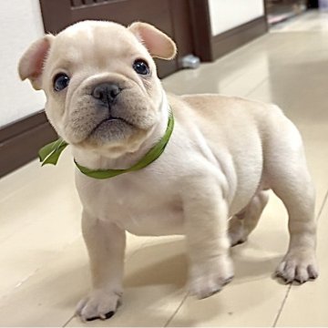 フレンチブルドッグ【三重県・男の子・2025年9月23日・クリーム】の写真「💚コンパクトボディにエネルギー満点！💚」