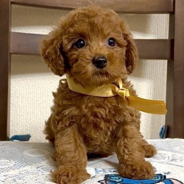 トイプードル(タイニー)【三重県・男の子・2025年6月23日・レッド】の写真「小柄健康なレッド男の子です。ＰＲＡ,DM発症なし」