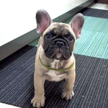 フレンチブルドッグ【三重県・男の子・2025年8月26日・フォーン】の写真「💚懐っこい甘えん坊男の子です💚」