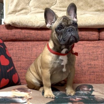 フレンチブルドッグ【三重県・女の子・2025年6月8日・レッドフォーン】の写真「❤️健康な可愛いレッドフォーン女の子❤️」