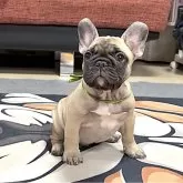 フレンチブルドッグ