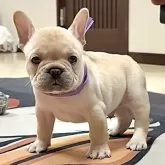 フレンチブルドッグ