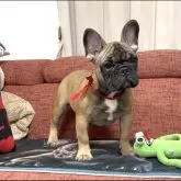 フレンチブルドッグ