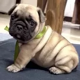 フレンチブルドッグ
