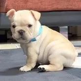 フレンチブルドッグ