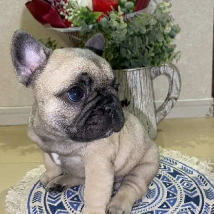 sana 様のお迎えした子犬