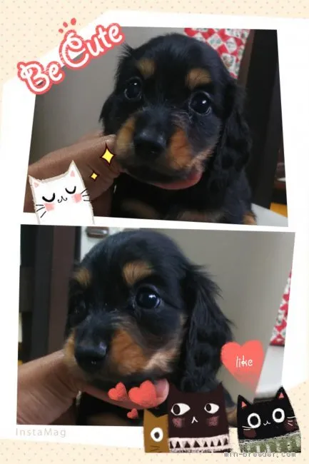 ID：2007-00495の子犬